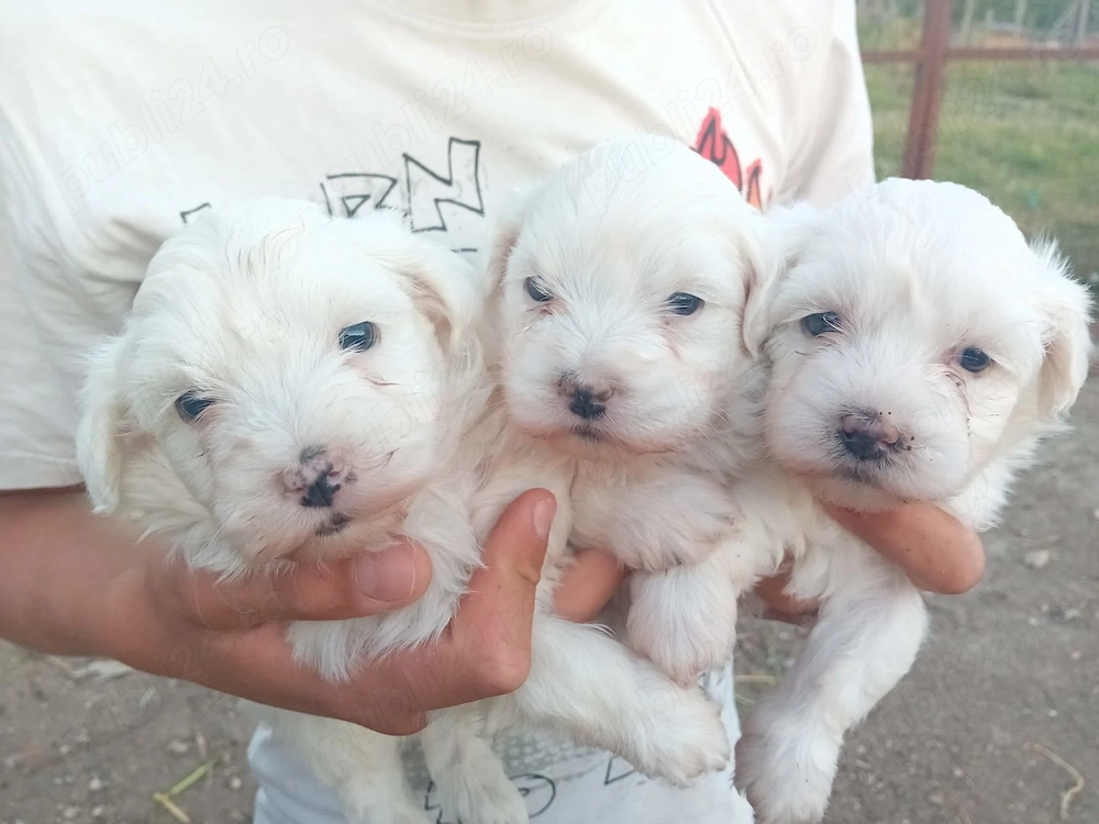 Catei bichon maltez 