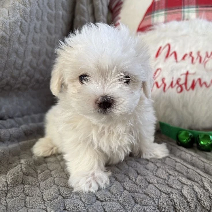 Bichon Maltez mini toy 