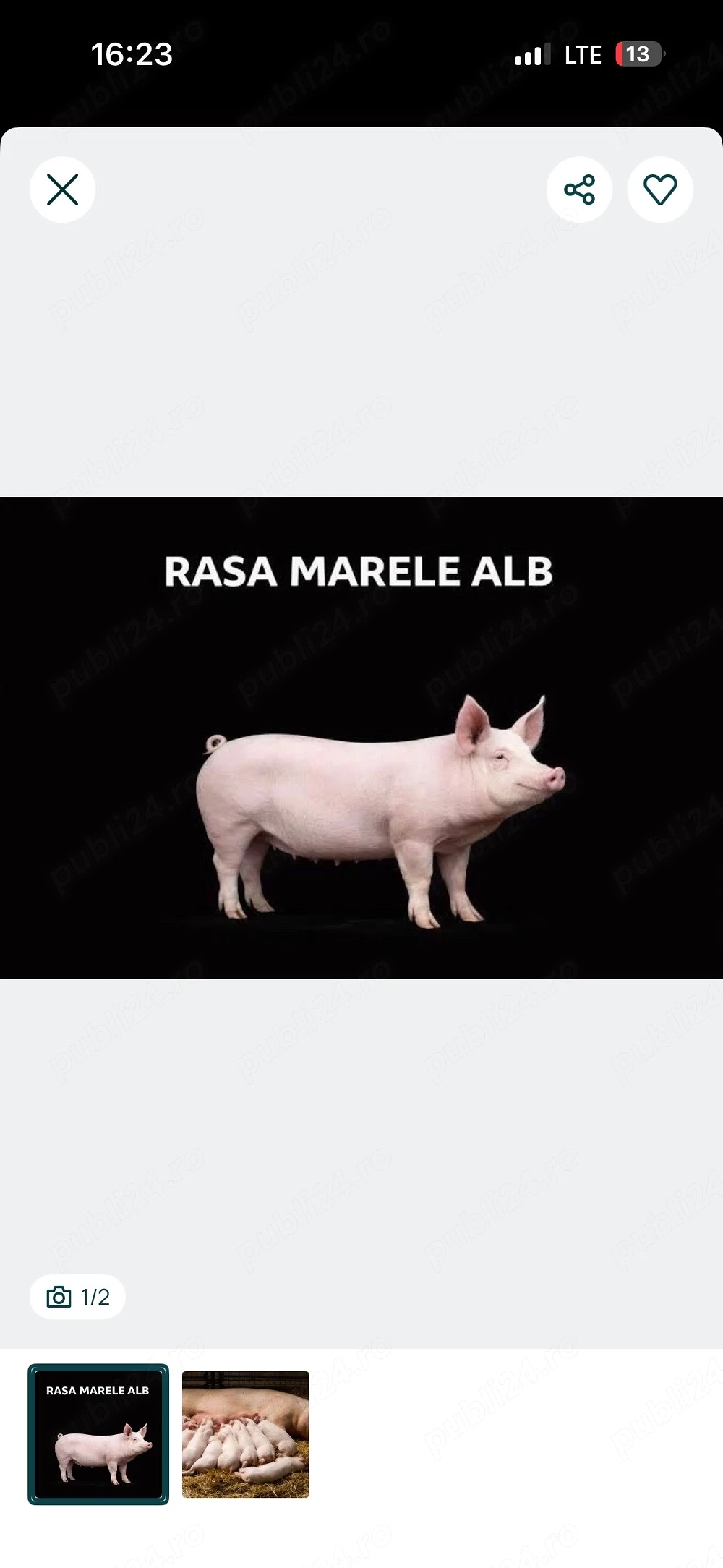 vand 3 porci de 500-600 kg 