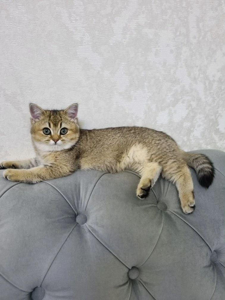 British Shorthair Golden Shaded 