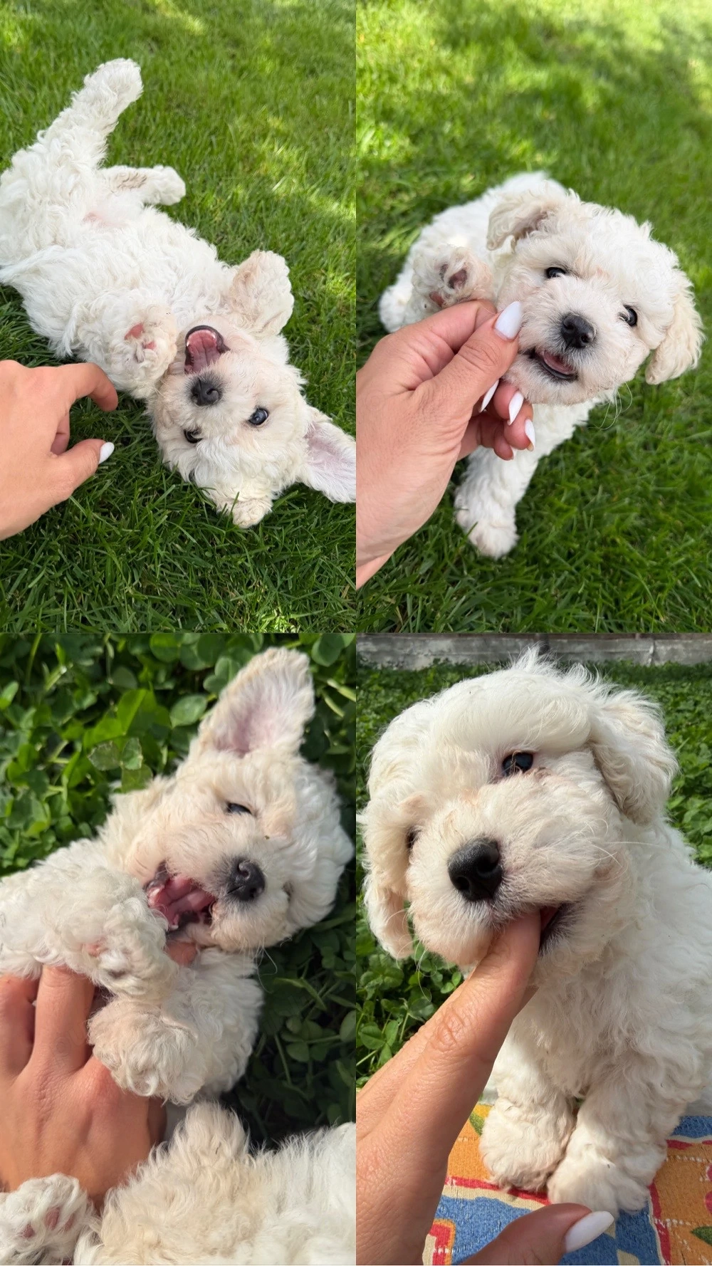 Bichon Maltez