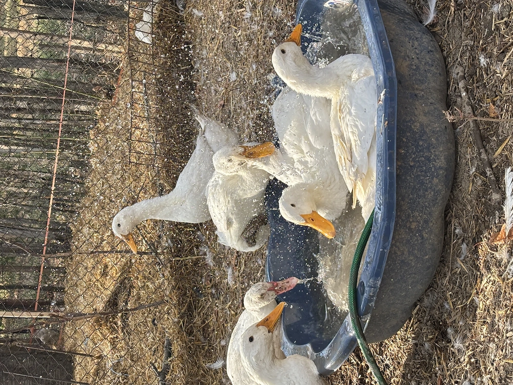 Găini de ouă Leghorn, Rațe și Gâște   Crescute Natural