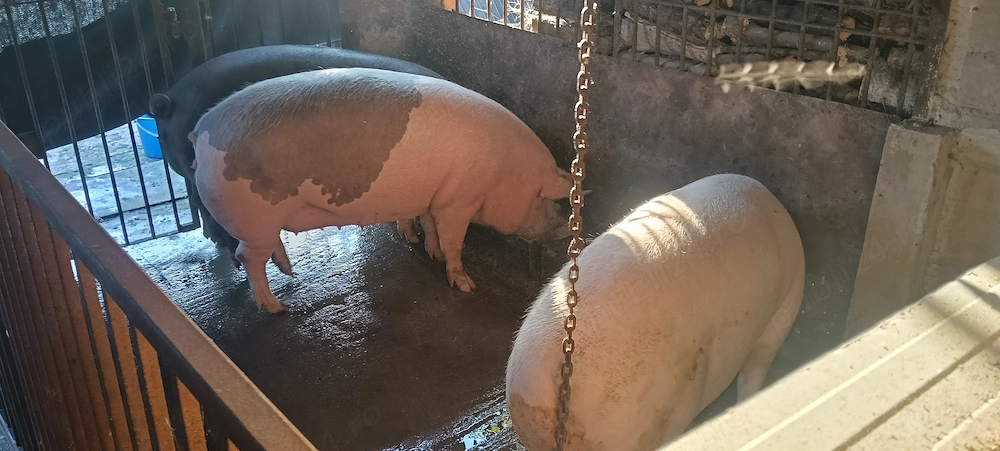 Porc pentru Crăciun 