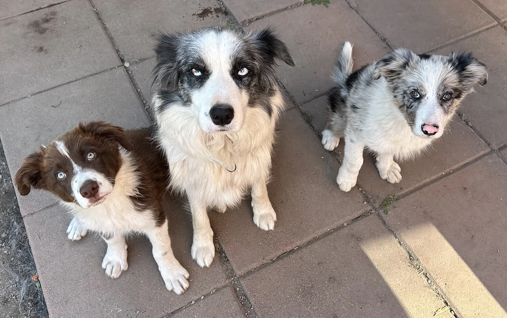Pui Border Collie Tricolor Negru Cu Alb Blue Merle Marou