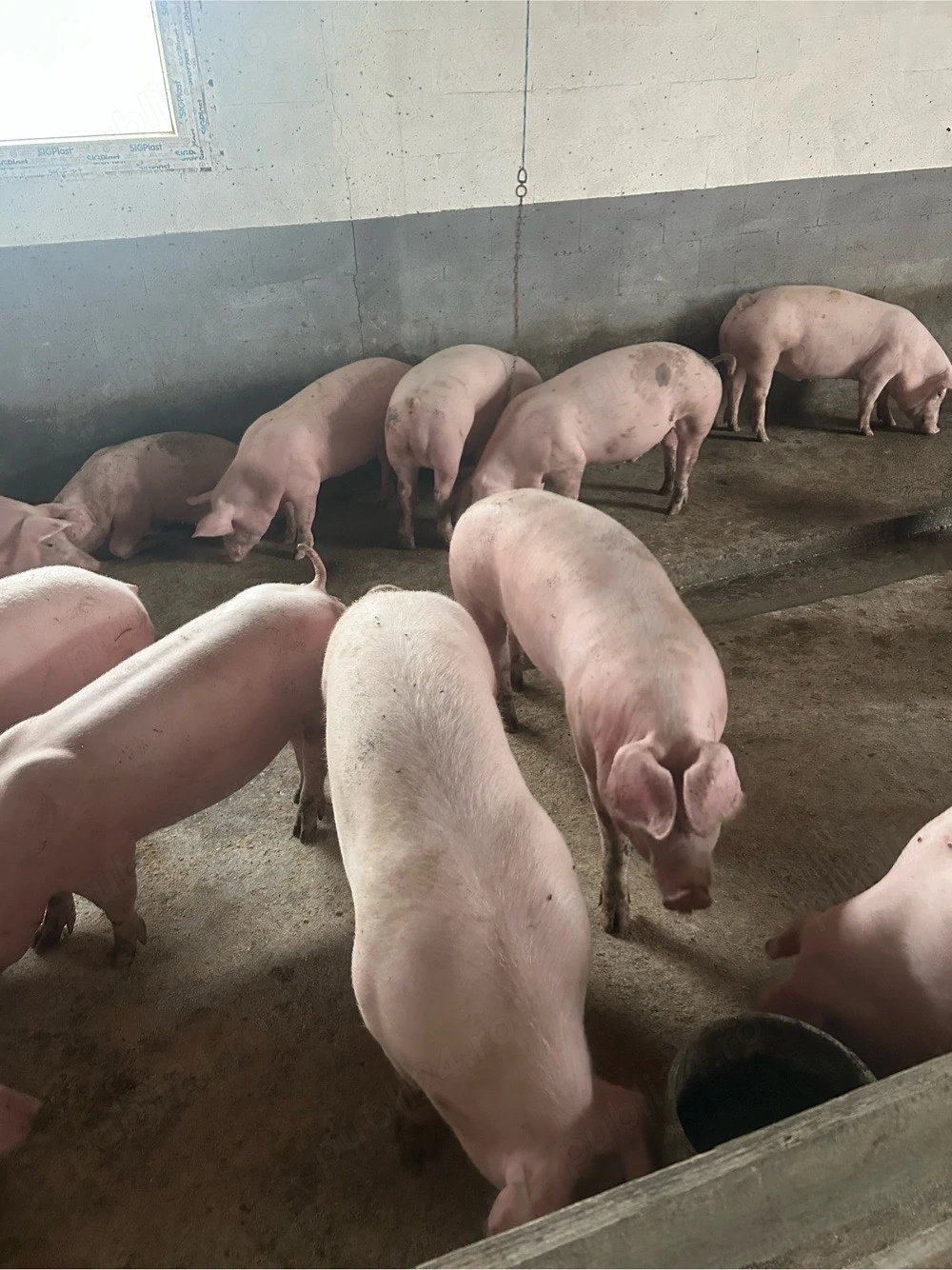 vand porci