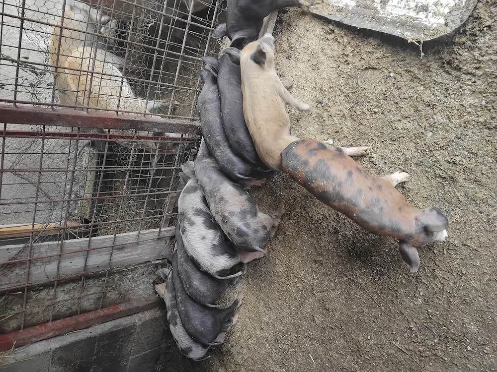 Purcei cauta altă casă 