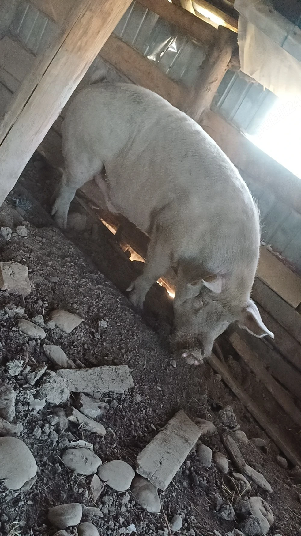 vand porcii de casaa greutate de la 90 kg la 350 kg
