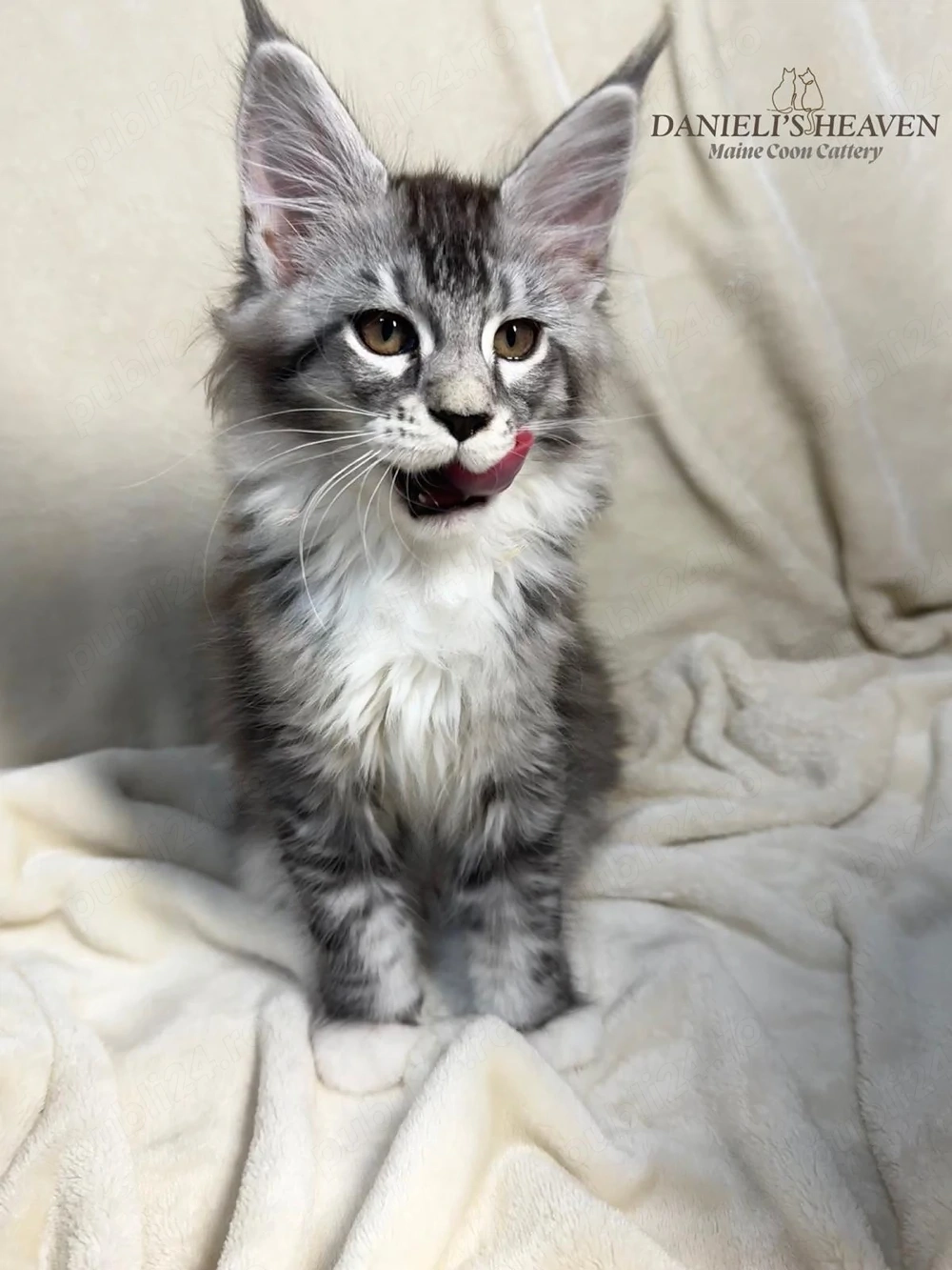 Maine Coon cu Pedigree