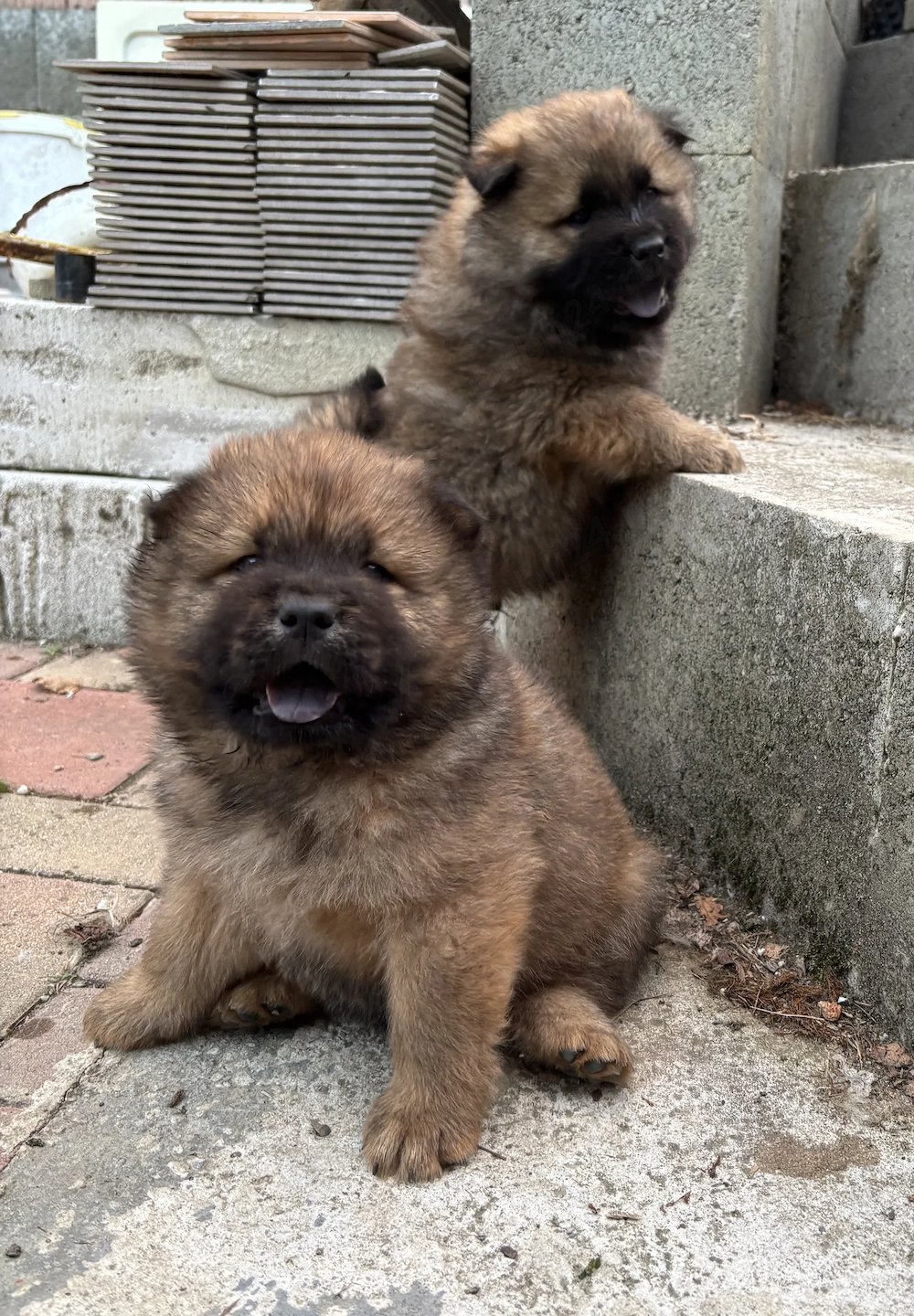 Chow chow mascul isi cauta casa noua