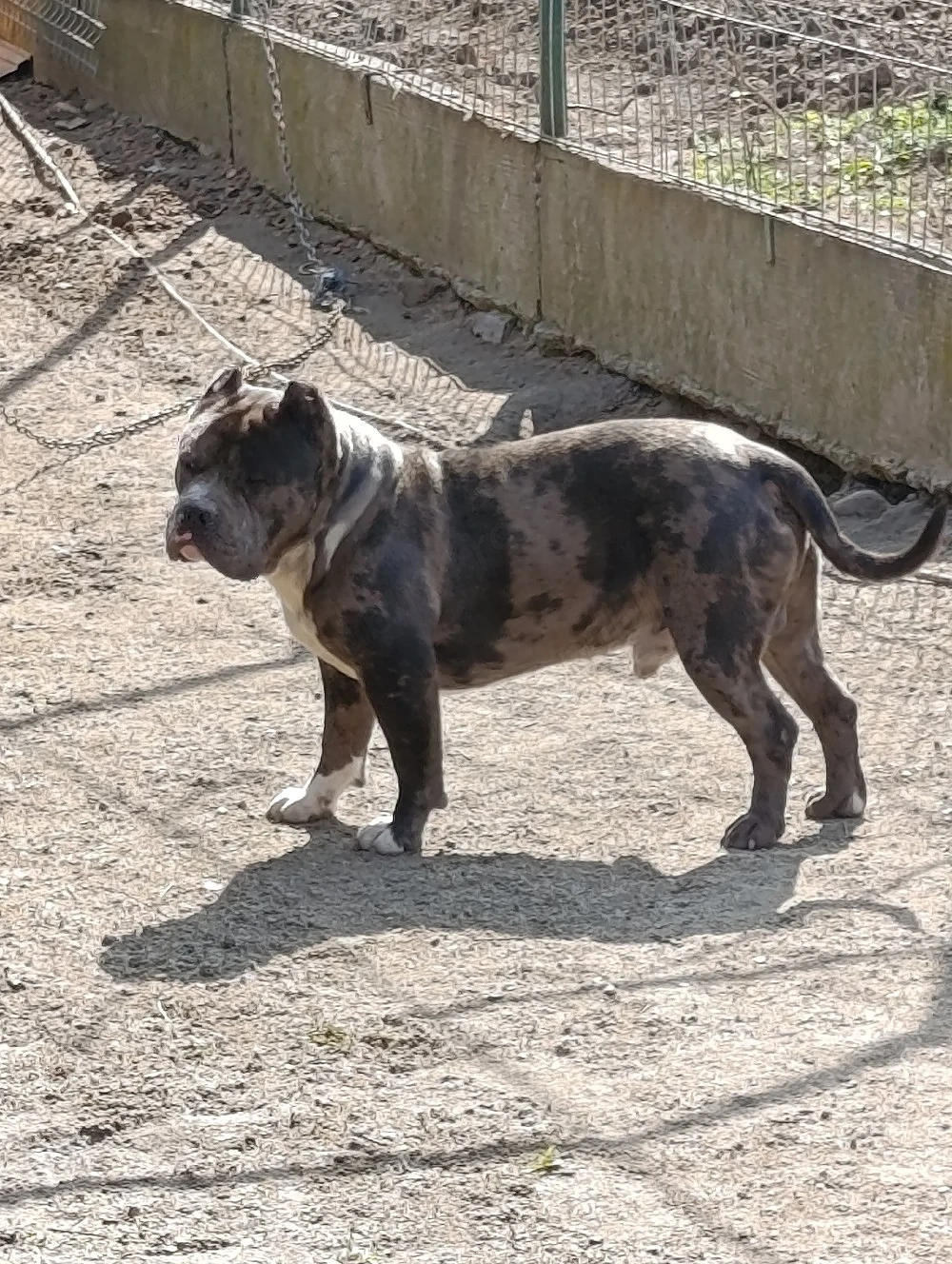American Bully merle standard mascul