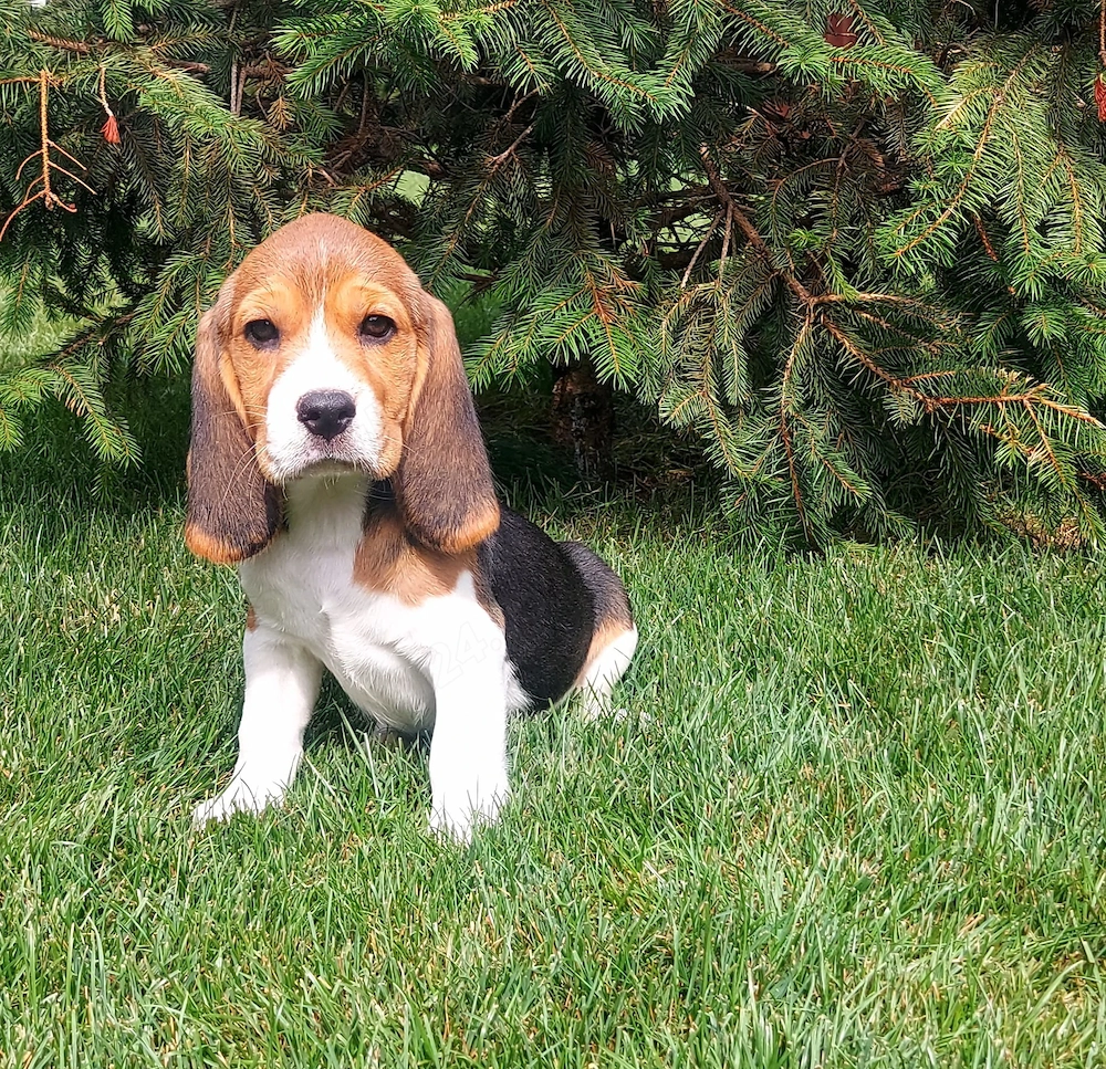 Pui Beagle tip A