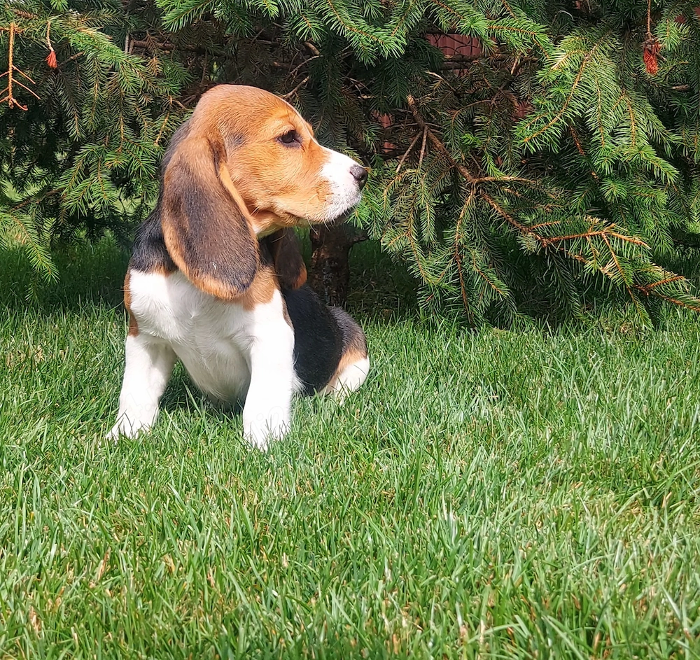 Pui Beagle tip A