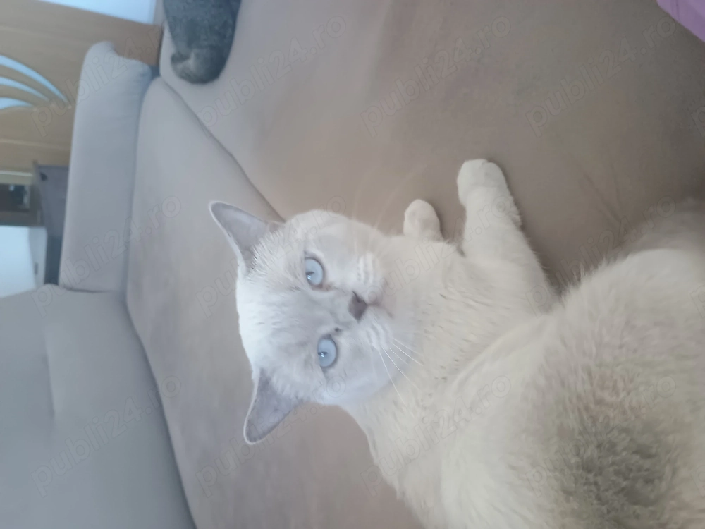 British shorthair 