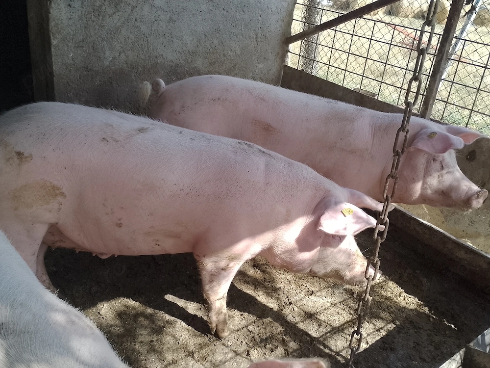 Porci de carne de vânzare