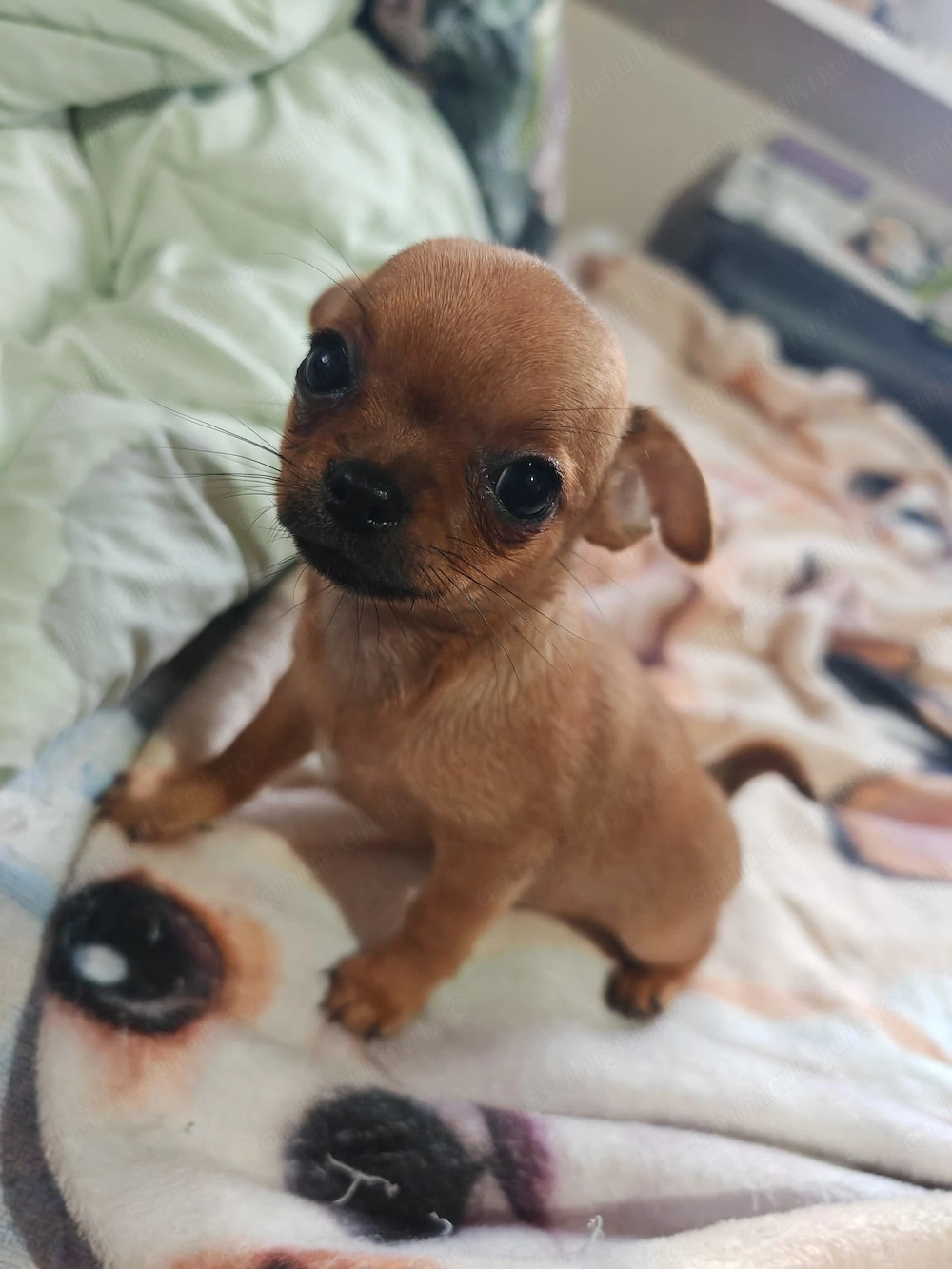 Vand Pui Chihuahua TOY FATA in varsta de 2 Luni