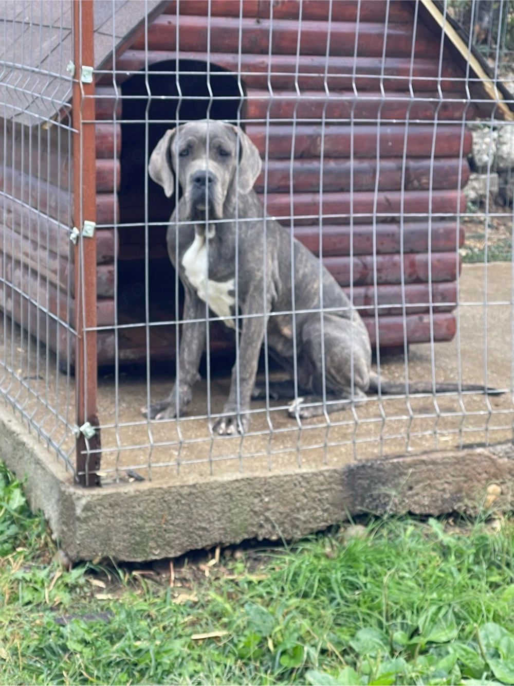 Cane Corso