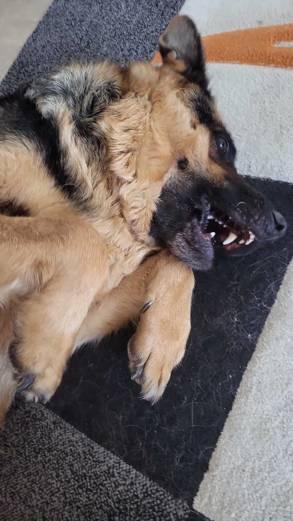 Dogsitting la domiciliul meu   Găzduire și Transport inclus disponibil pentru cățelul tău!
