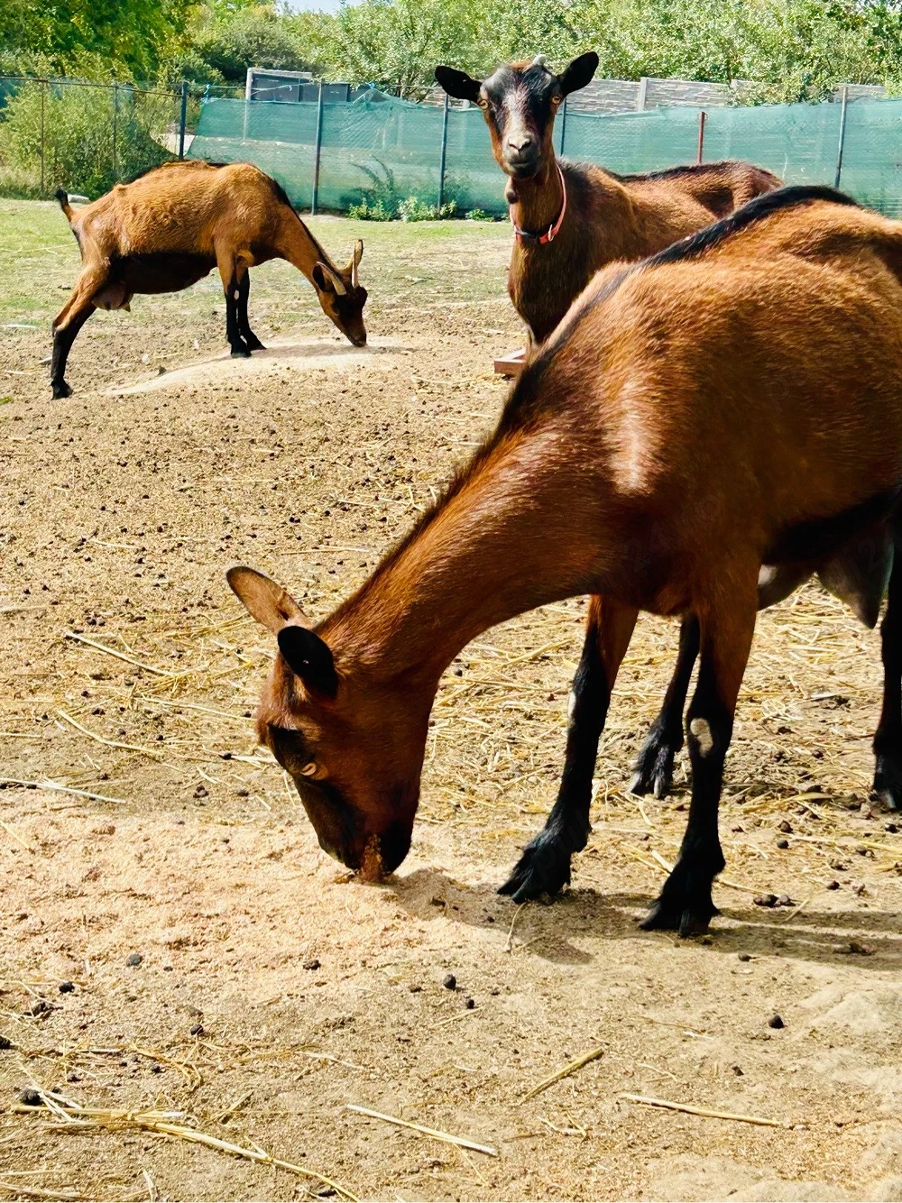 Ocazie!!!Lot 5 Capre Gestante Genetica de Exceptie