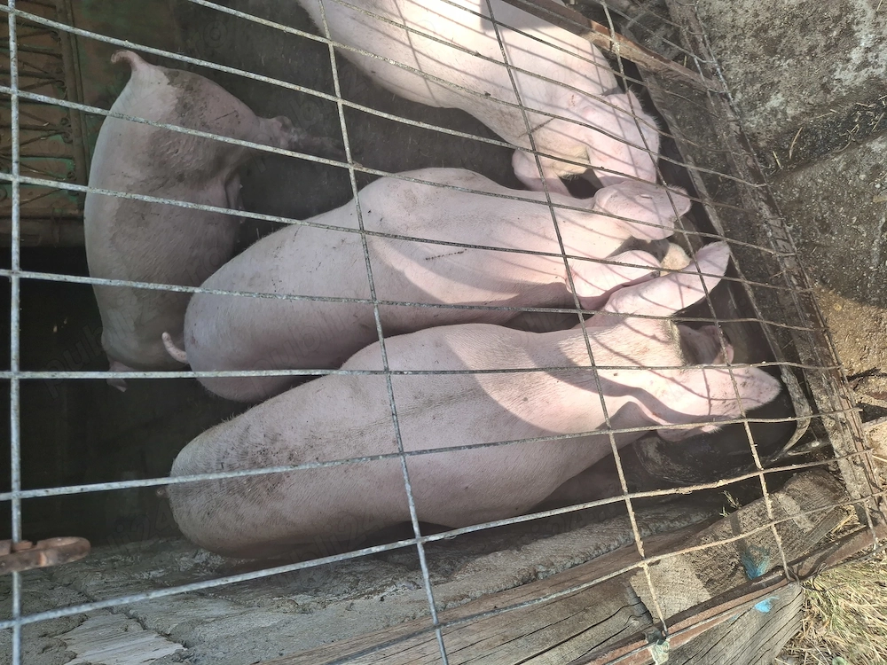 Porci 100-300   kg 