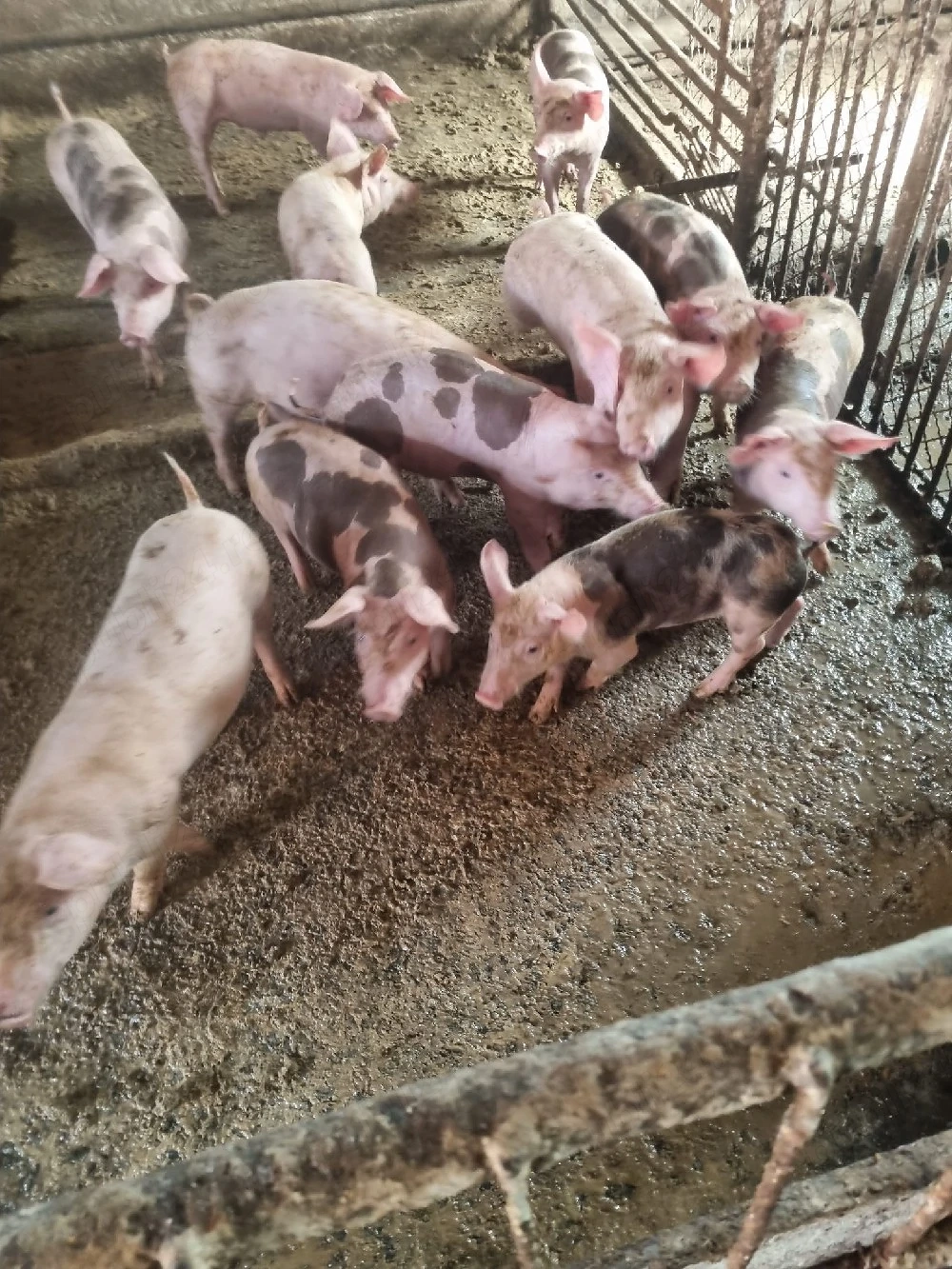 Vind purcei de carne rasa petrean pentru  detalii la tel  