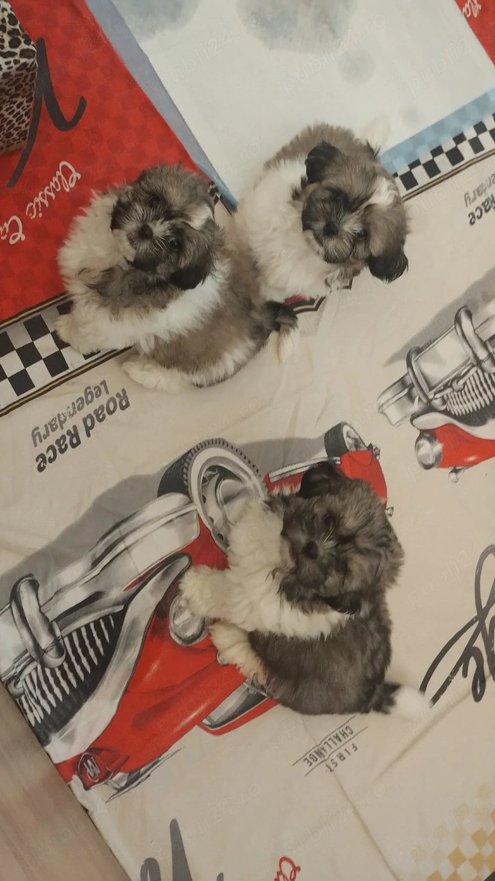 Puișori de Shih Tzu disponibili!  