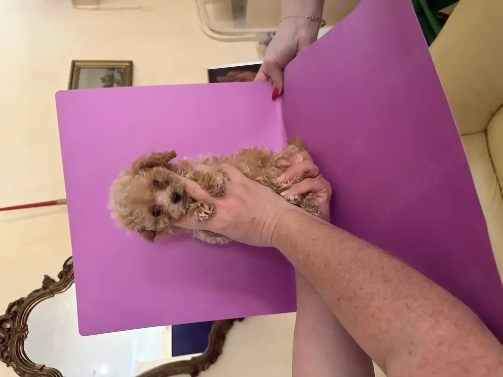 Maltipoo Toy din Canisa Autorizată 