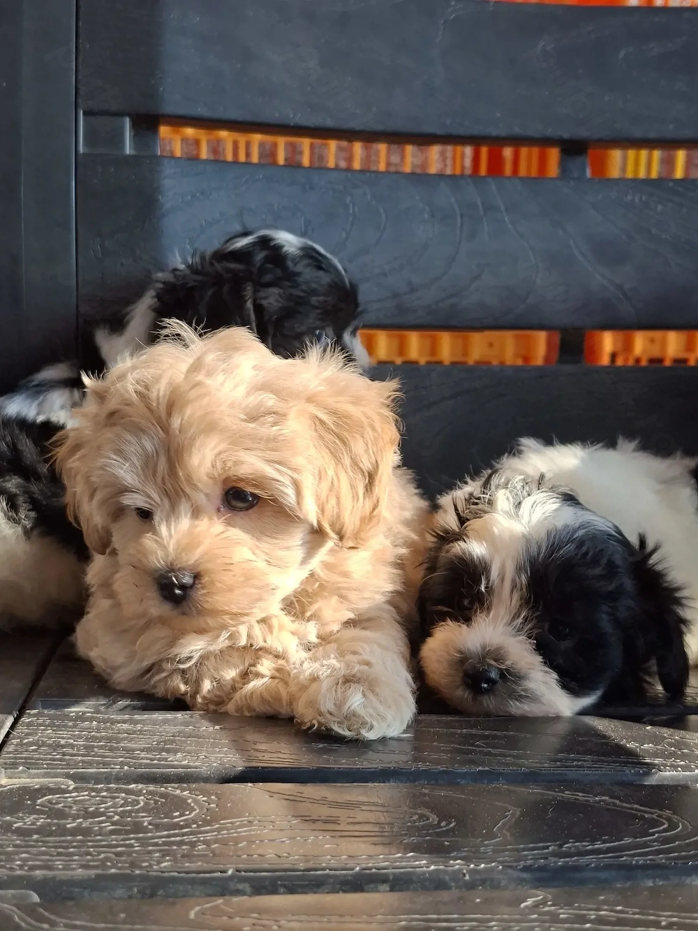 Maltipoo de vânzare. 