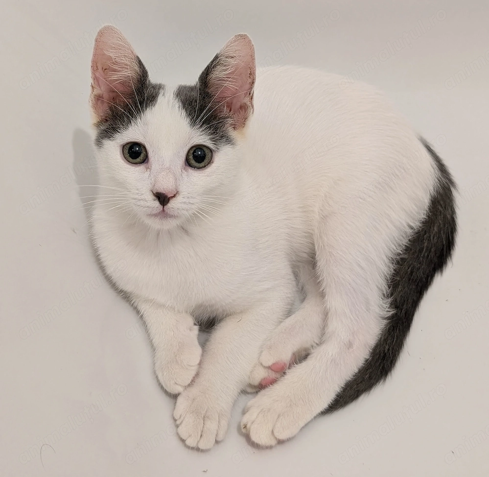 Adopție pui pisică 