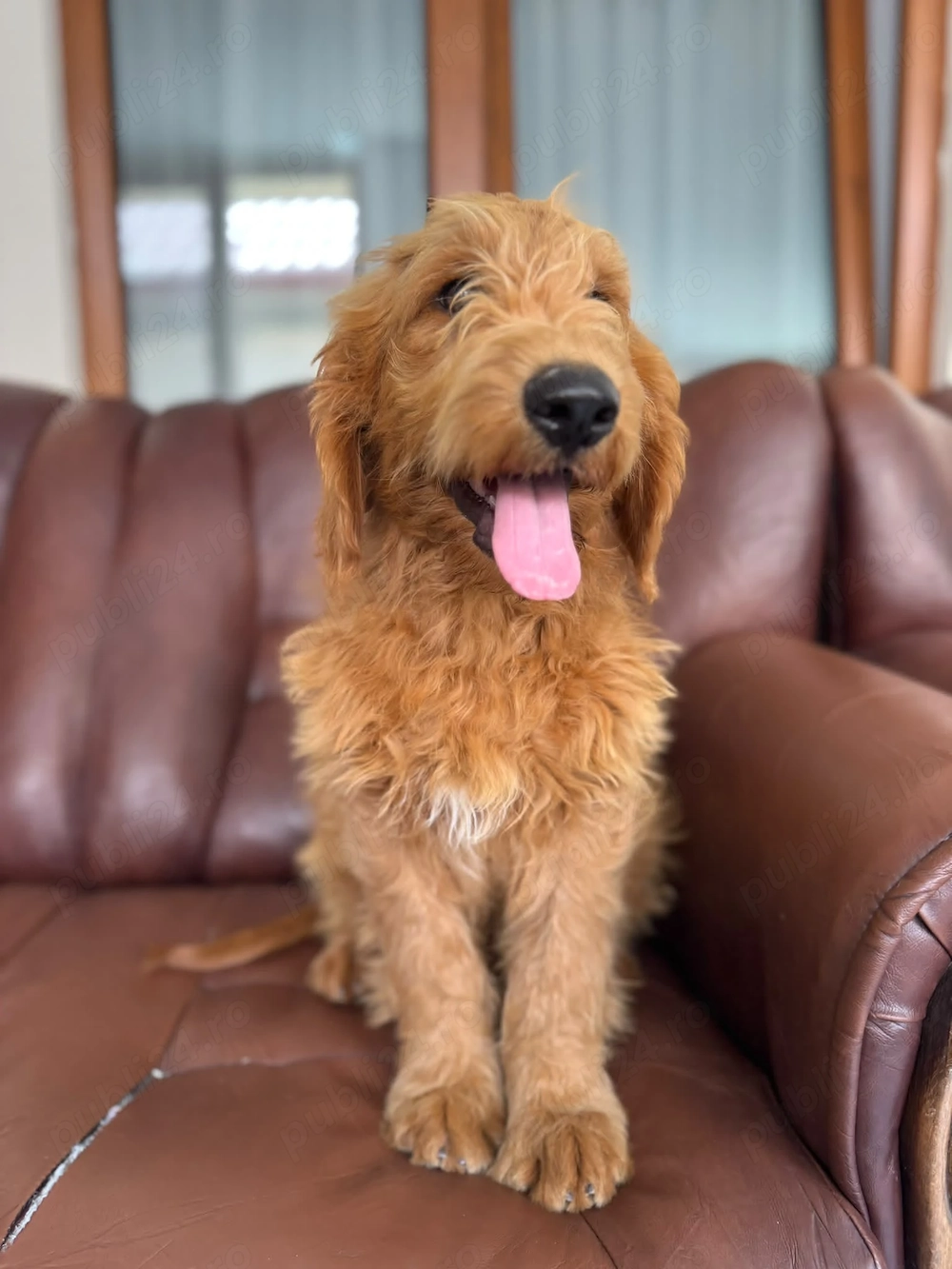 Goldendoodle - Canisa Autorizată 