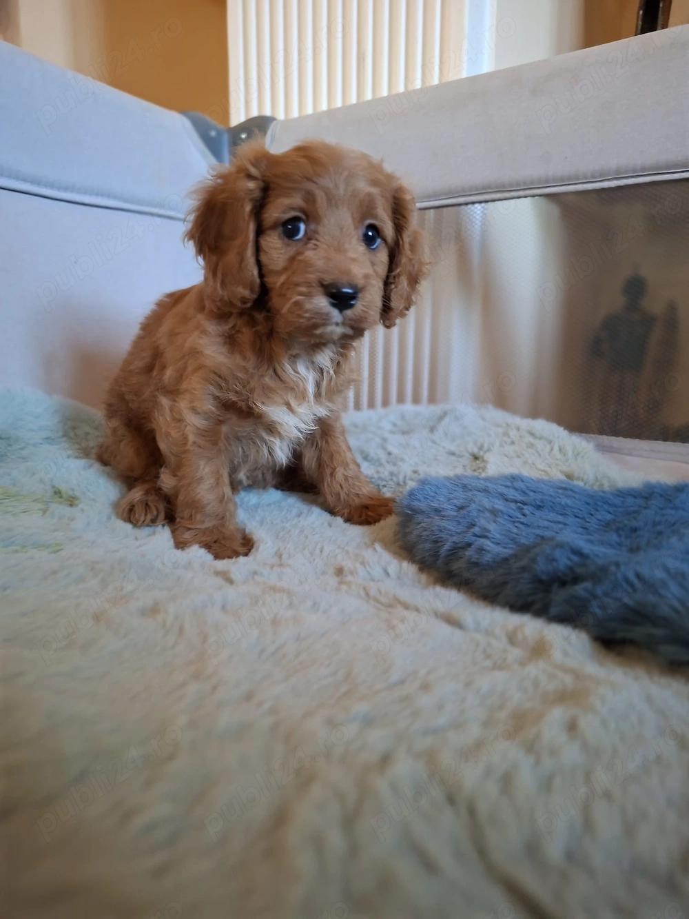 Cavapoo - Canisa Autorizată 