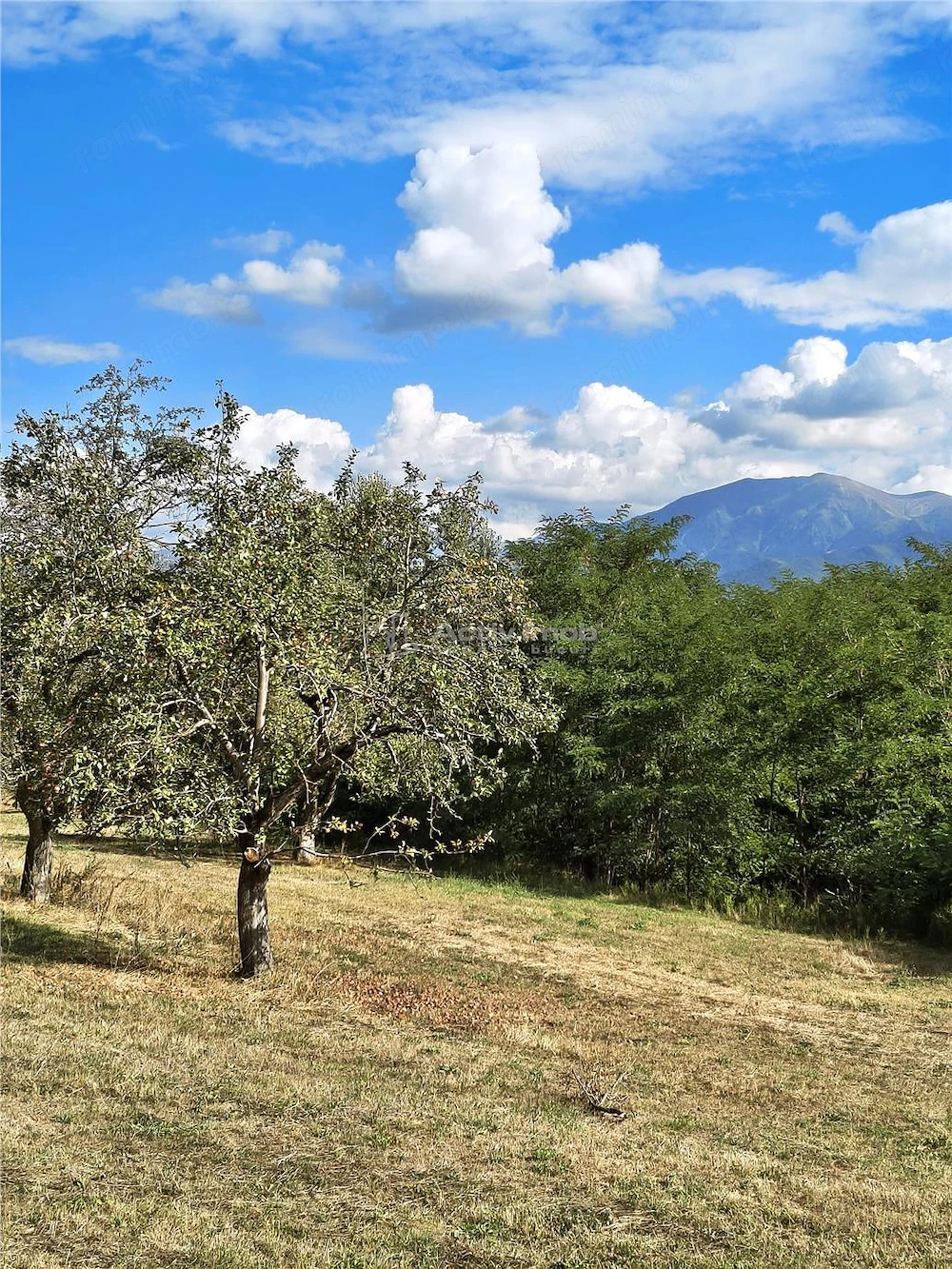 Teren la padure de vanzare Talmaciu Podu Olt