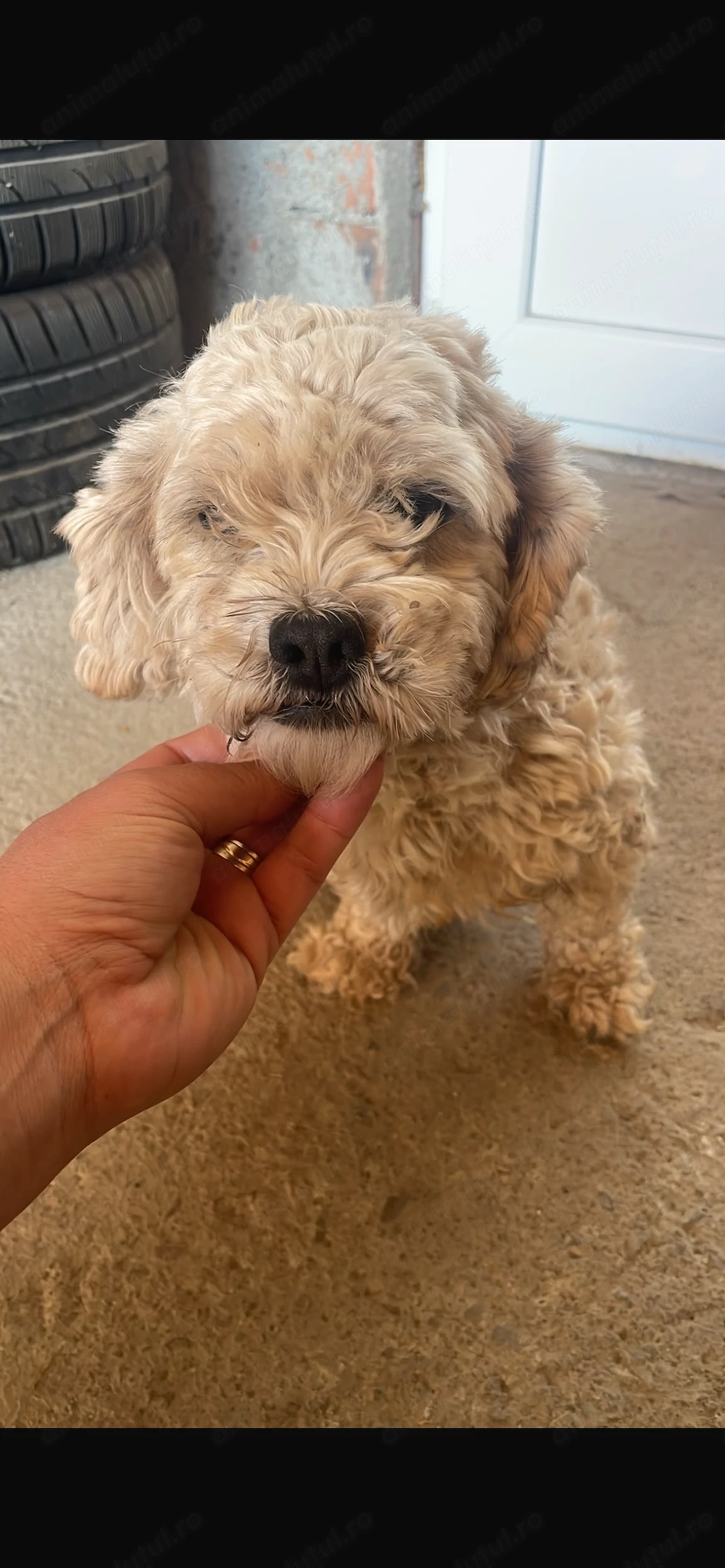 Bichon maltez si este femelă o donez
