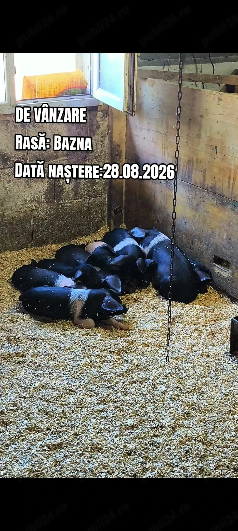 Purcei rasa Bazna