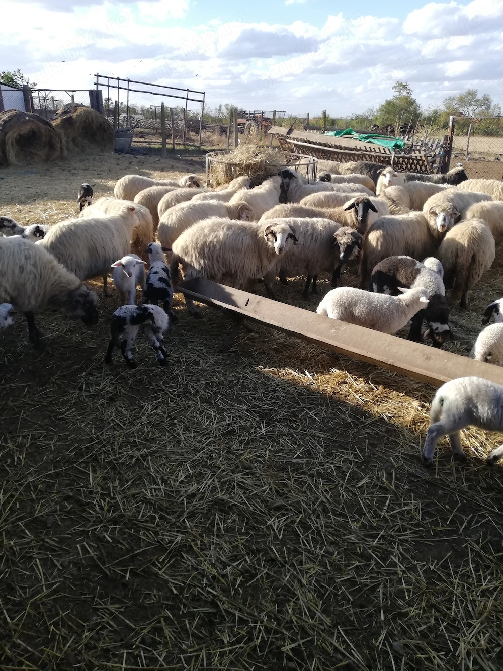 Vând ovine