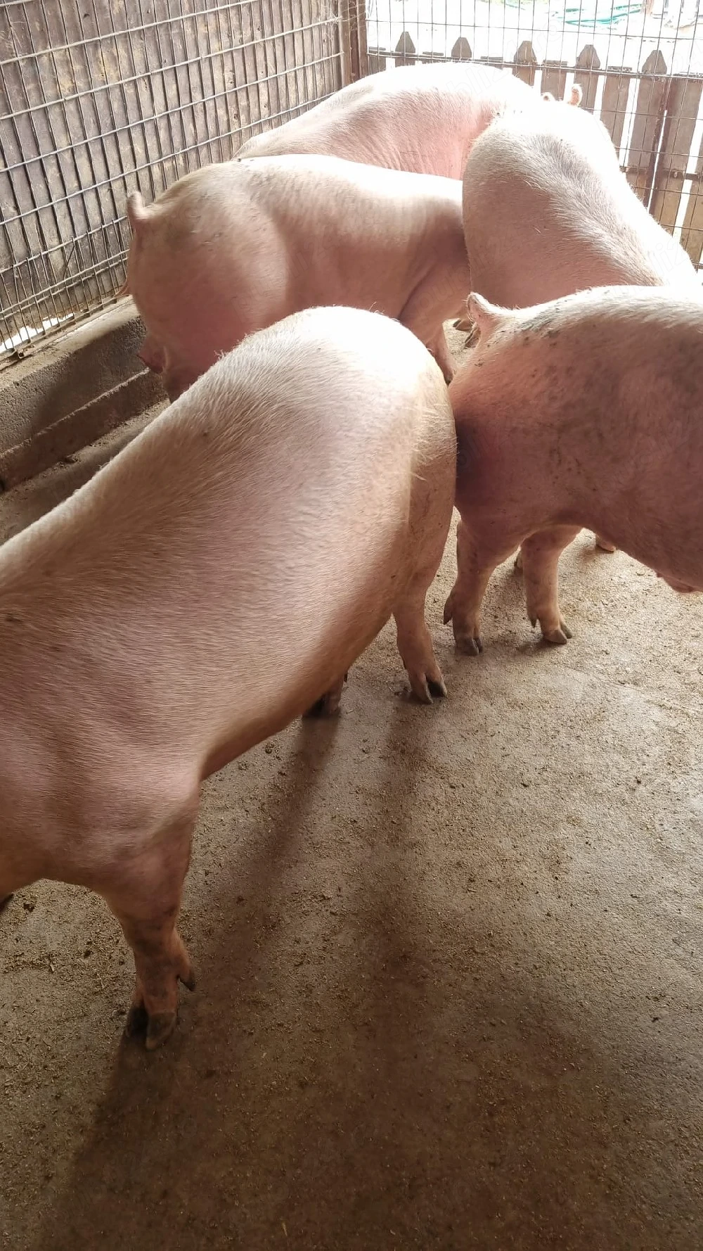 porci de vinzare
