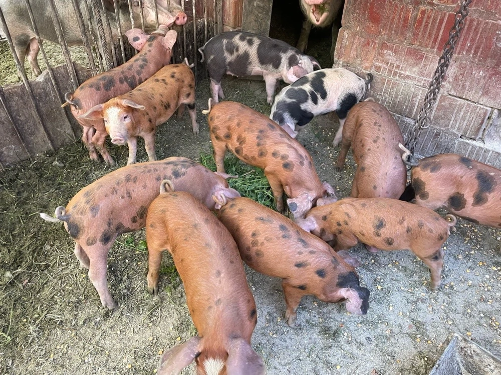 Vand 14 purcei de 7 saptamani
