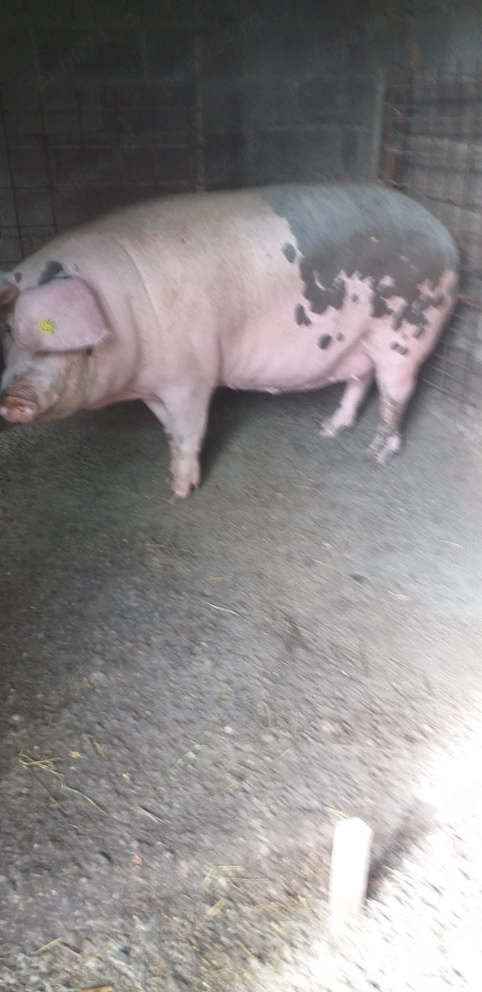 Vand porc de de sacrificat 140-150kg