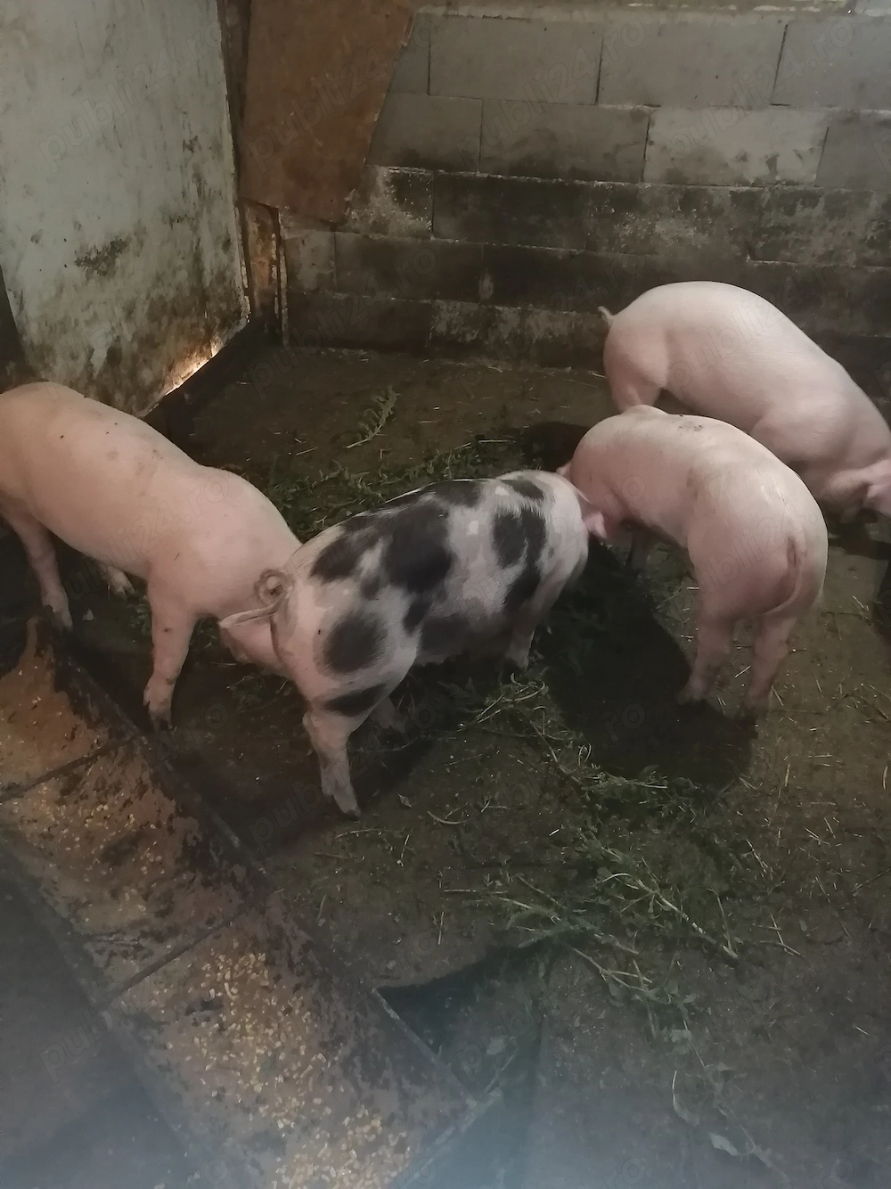 Purcei de vânzare 