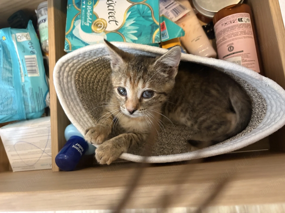 Pisica pt adopție