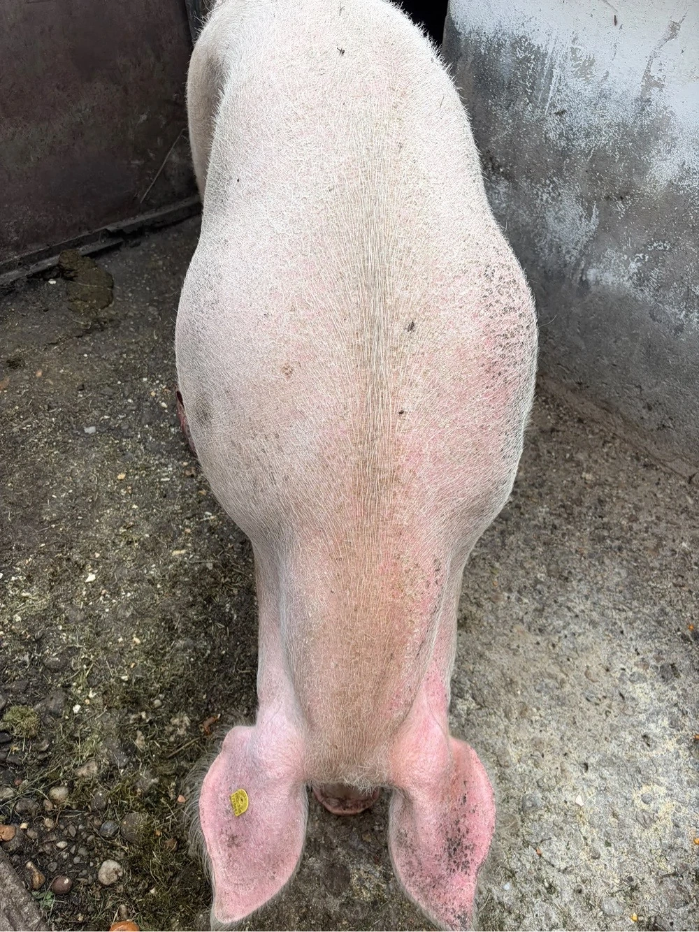 Purcea aproximativ 200 kg