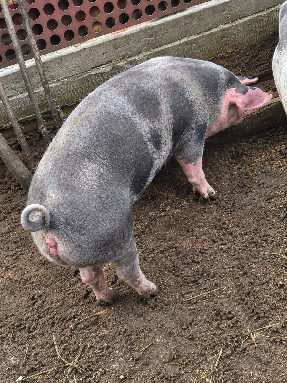 de vanzare porci 