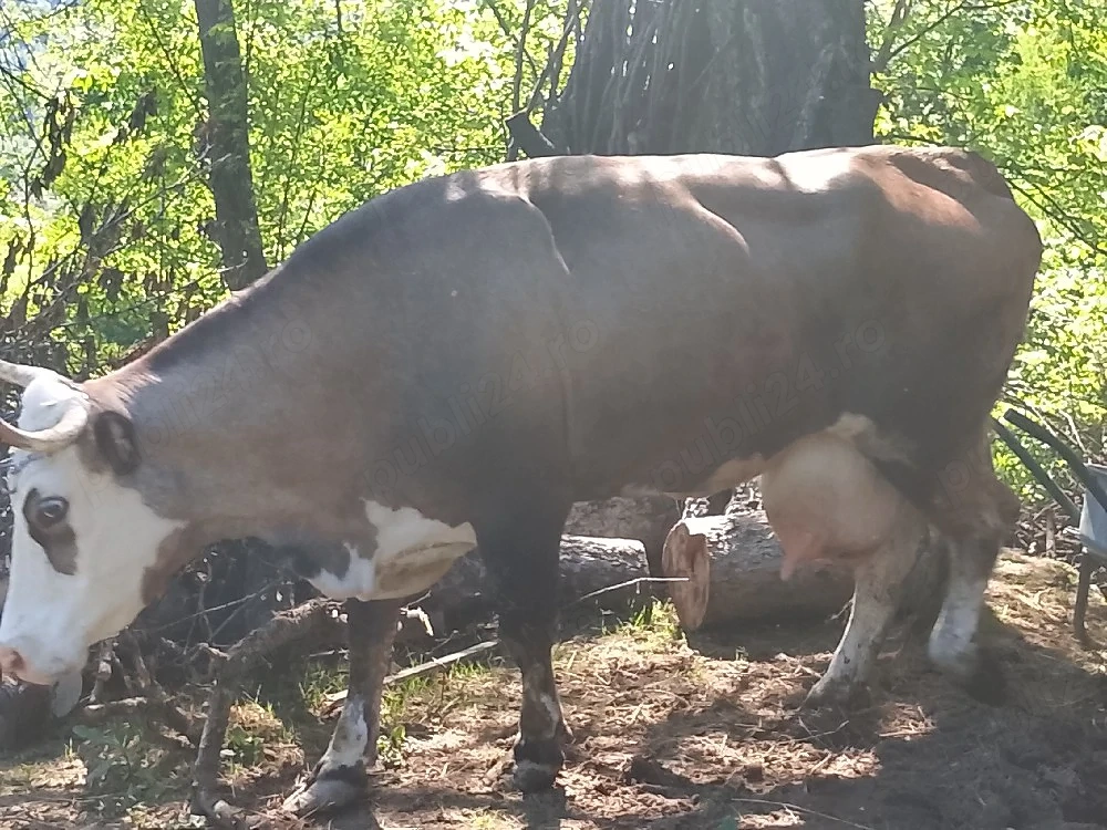 Vând vacă buna de lapte gestantă in 5 vaca vine la pachet cu junca iar acesa are un An 