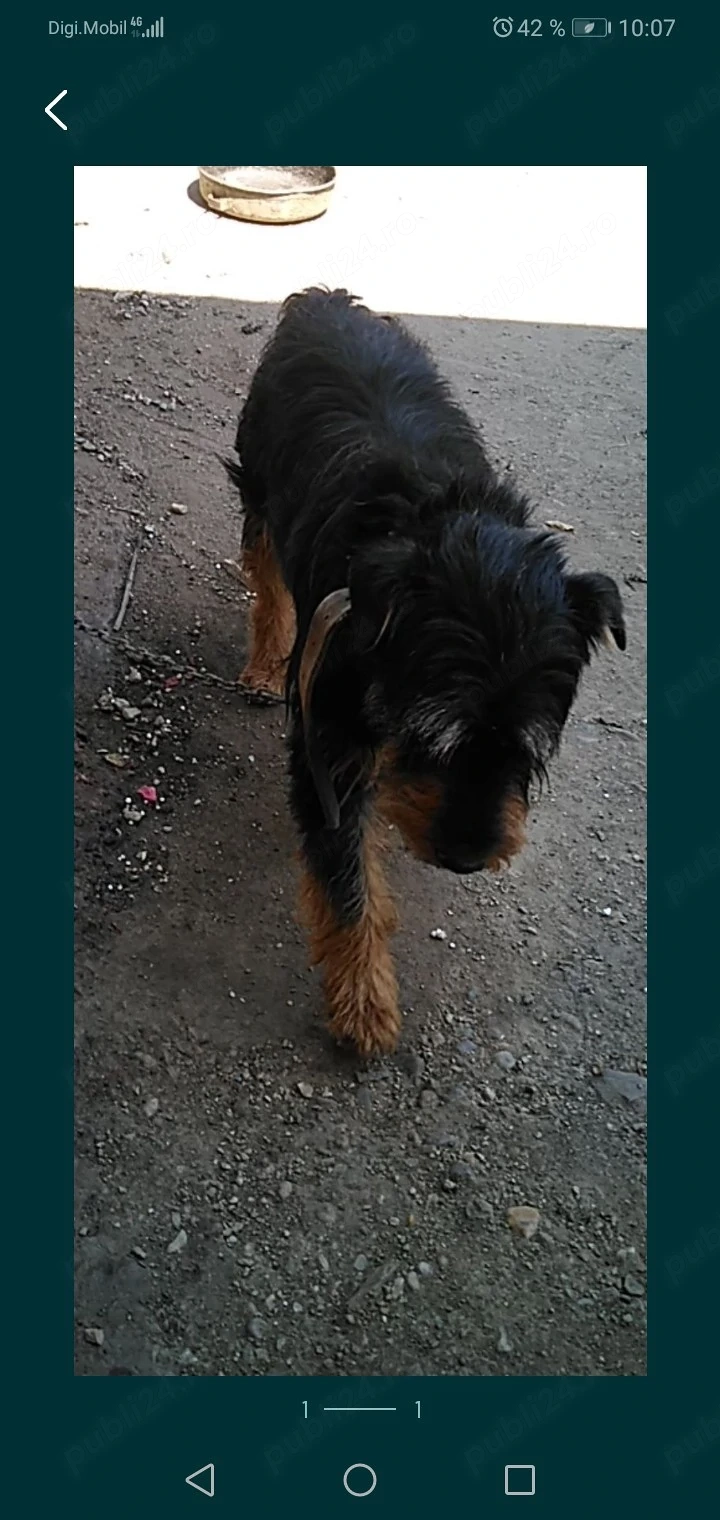 Vând Jagdterrier 