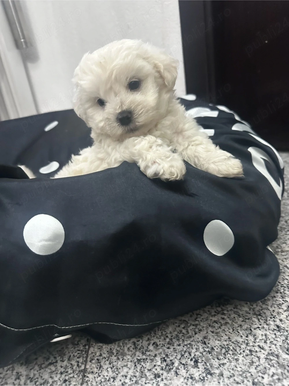 vand pui Bichon Maltez