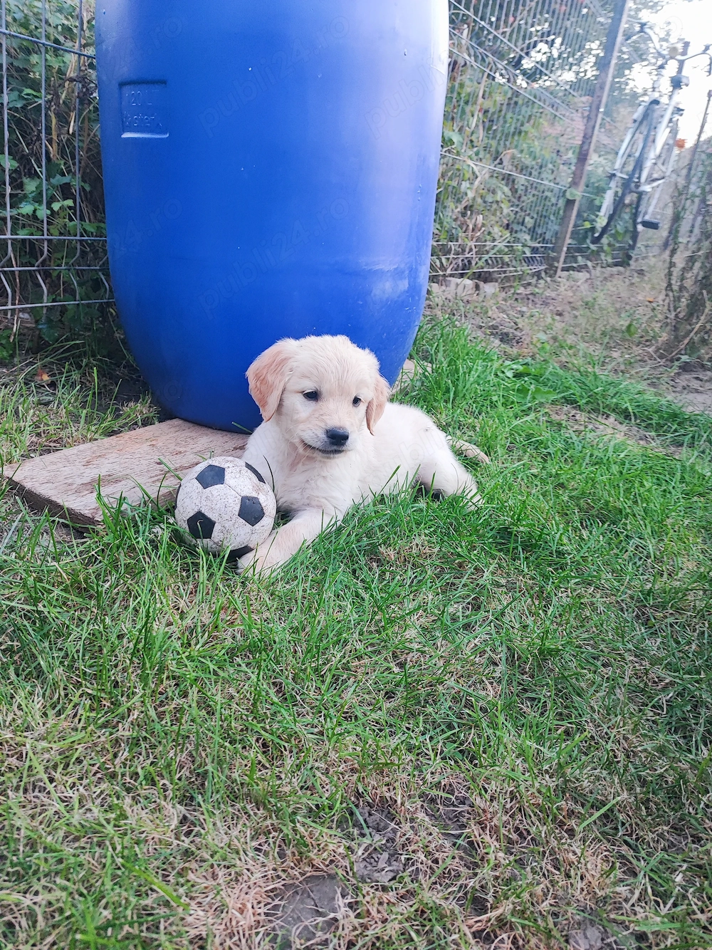 Pui Golden Retriever 
