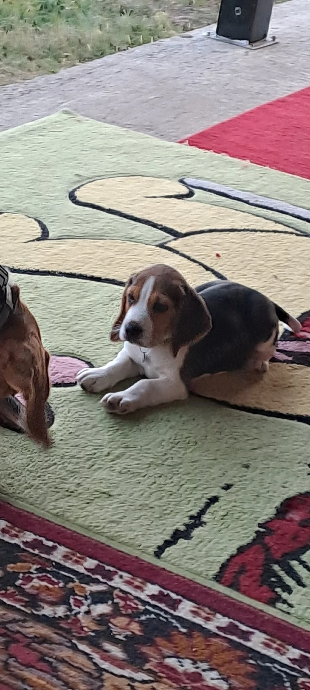 cățel beagle