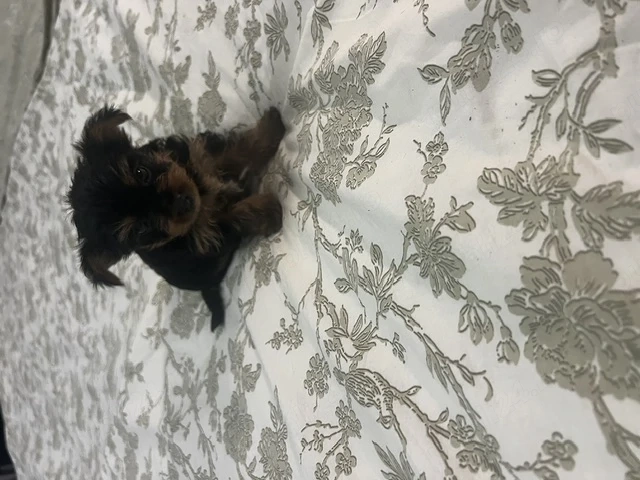 pui yorkshire terrier 6 saptamani