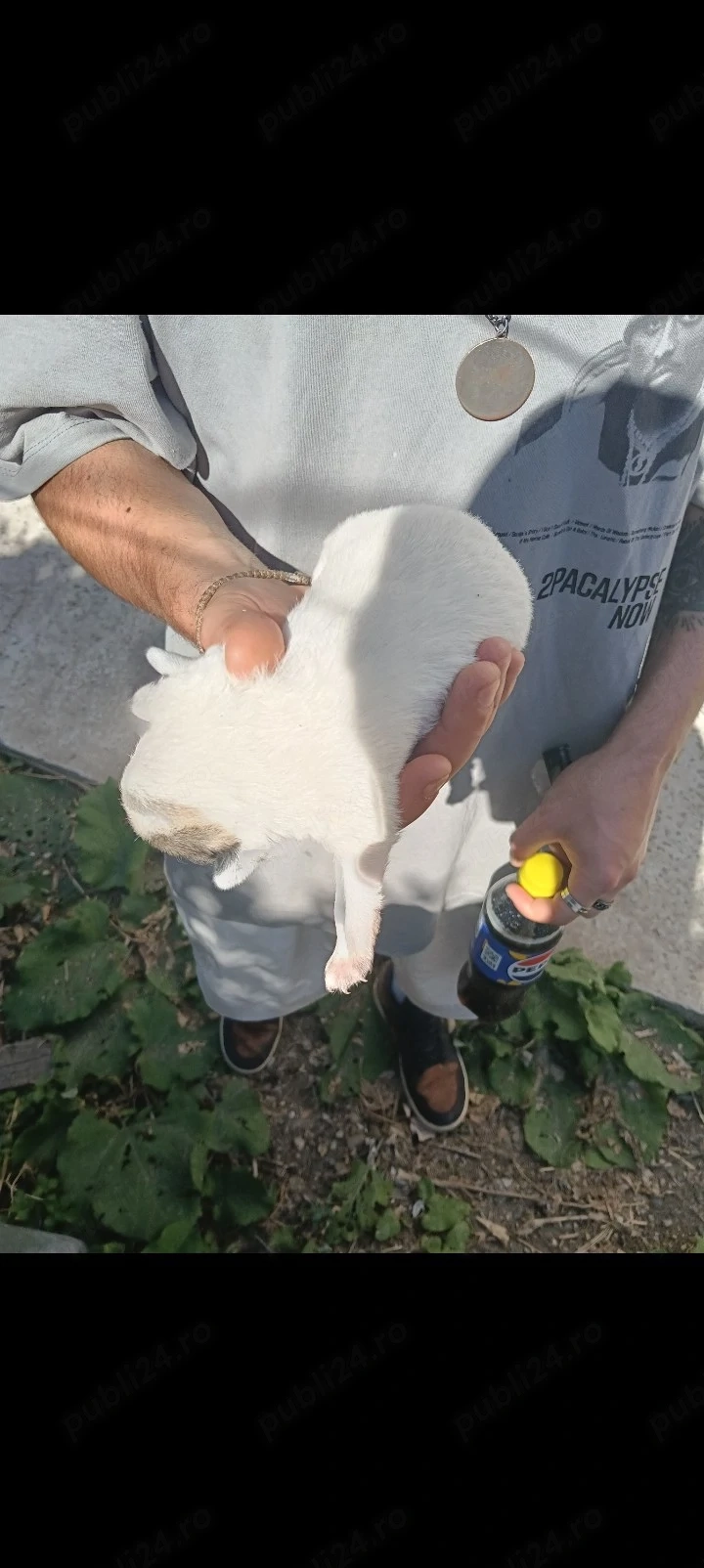 Dau Bichoni de 1 luna