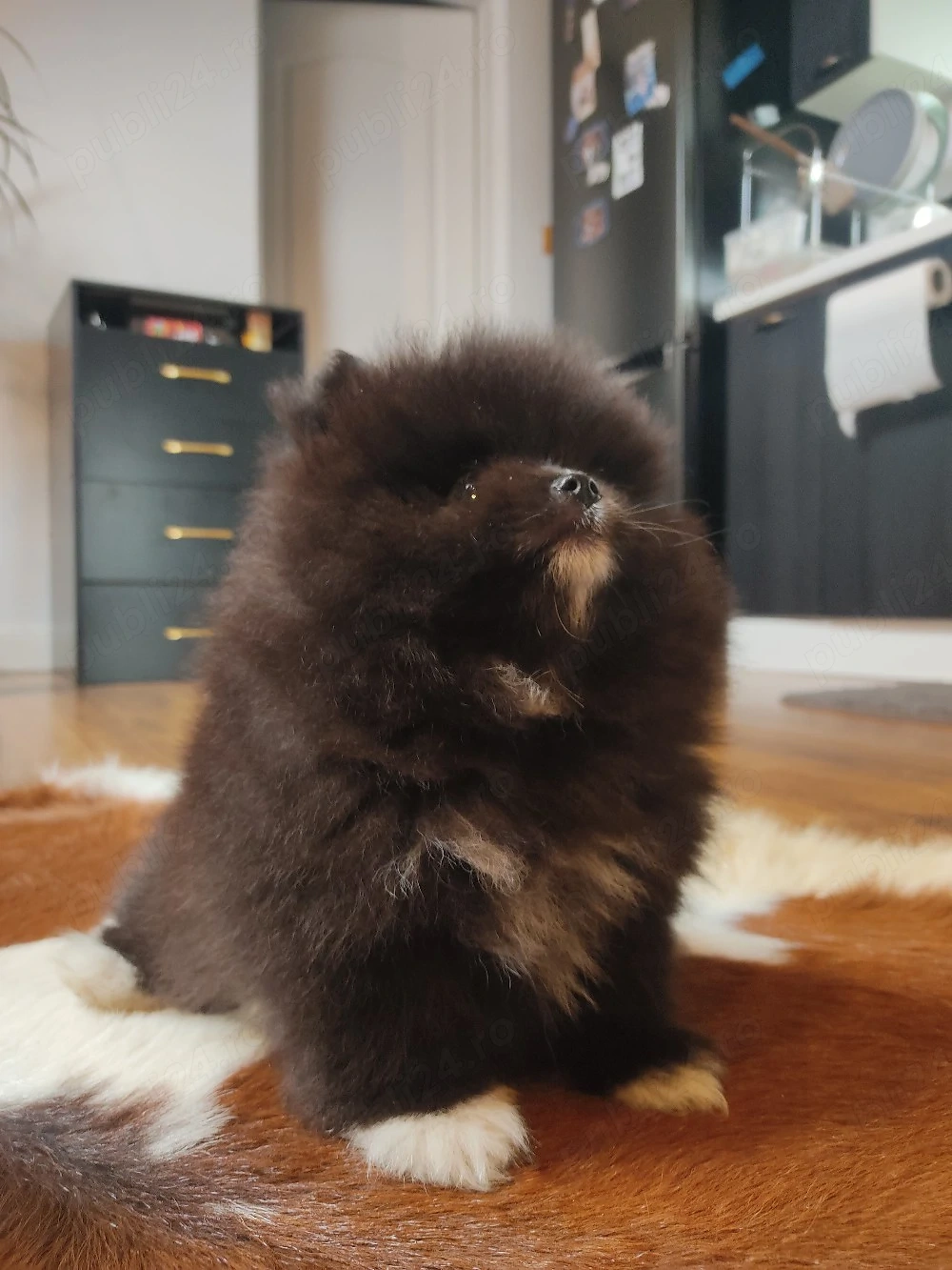 Pomeranian căței 