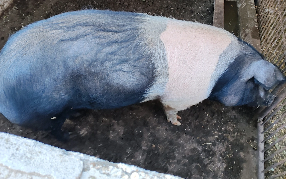 Porc bazna